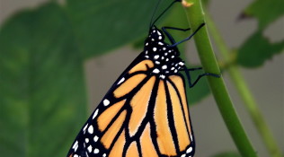 Monarch Butterfly