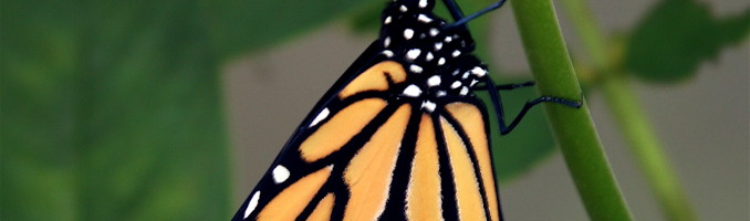 Monarch Butterfly