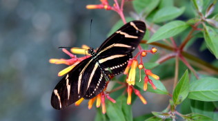 Zebra Butterfly