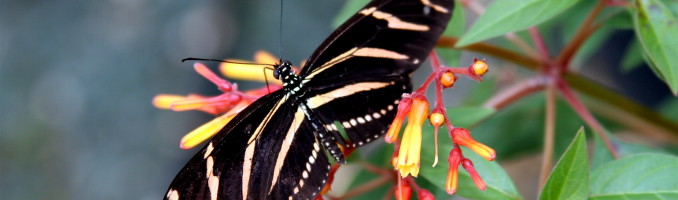 Zebra Butterfly