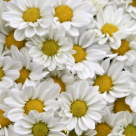 Daisies