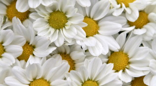 Daisies