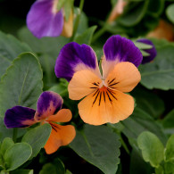 Pansies