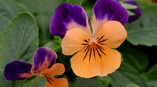 Pansies