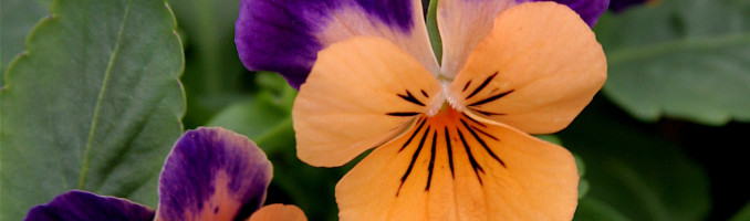 Pansies