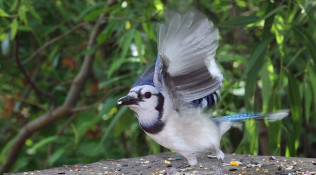 Blue Jay