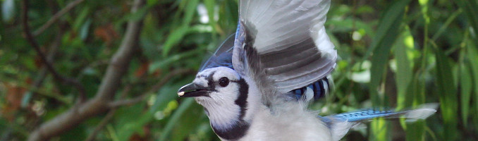 Blue Jay