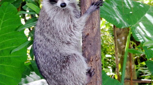 Racoon