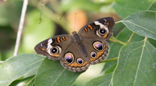 Common Buckeye