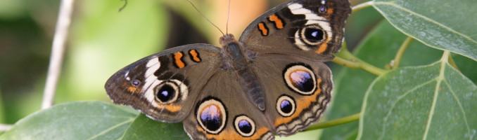 Common Buckeye