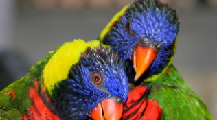 Lorikeets