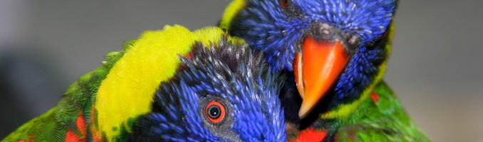 Lorikeets