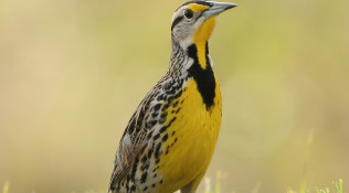 Meadowlark