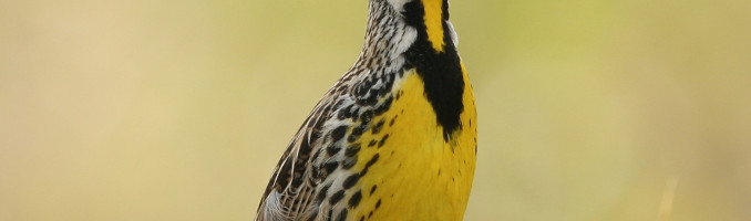 Meadowlark