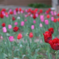 Tulips