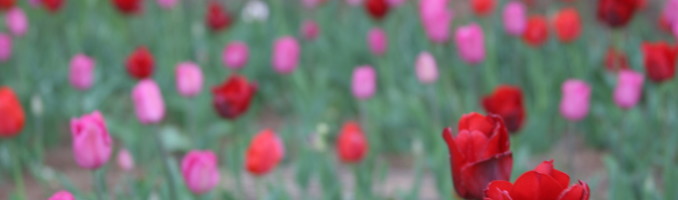 Tulips