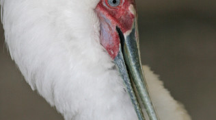 Spoonbill