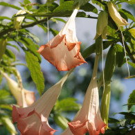 Trumpet Vine