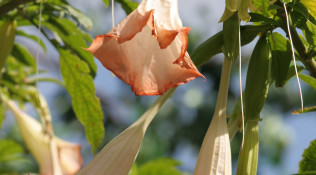 Trumpet Vine