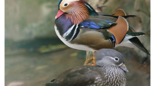 Wood Duck