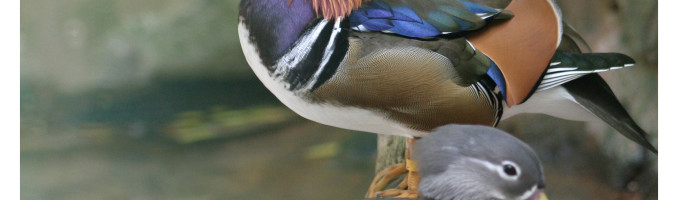 Wood Duck