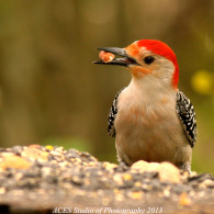 Red Bellied Woodpecker