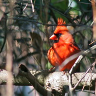 Cardinal – Portrait