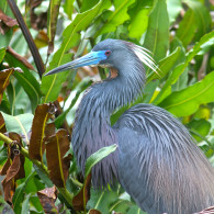 Tri-Colored Heron – Breeding Plumage