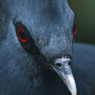 Crowned Pigeon