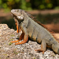 Iguana