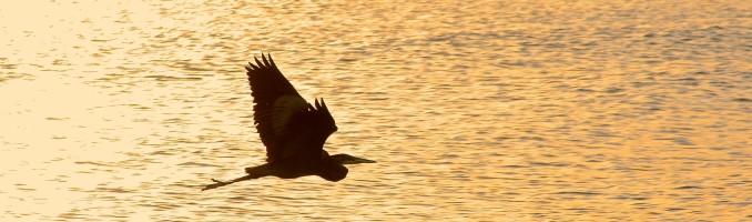 Pelican Fly By