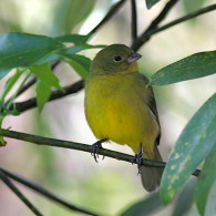 Female Painted Bunting