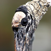 Wood Stork