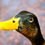 Mallard