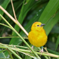 Orange Weaver