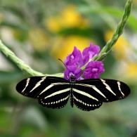 Zebra Butterly (2)