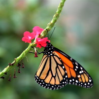 Monarch Butterfly (2)