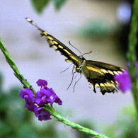 In Flight