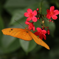 Orange Butterfly