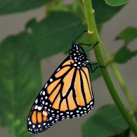 Monarch Butterfly