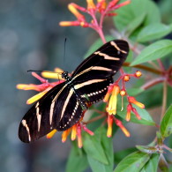 Zebra Butterfly