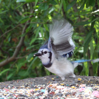 Blue Jay