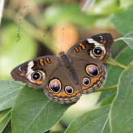 Common Buckeye