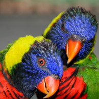 Lorikeets