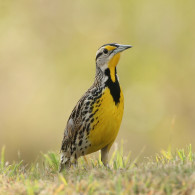 Meadowlark