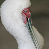 Spoonbill